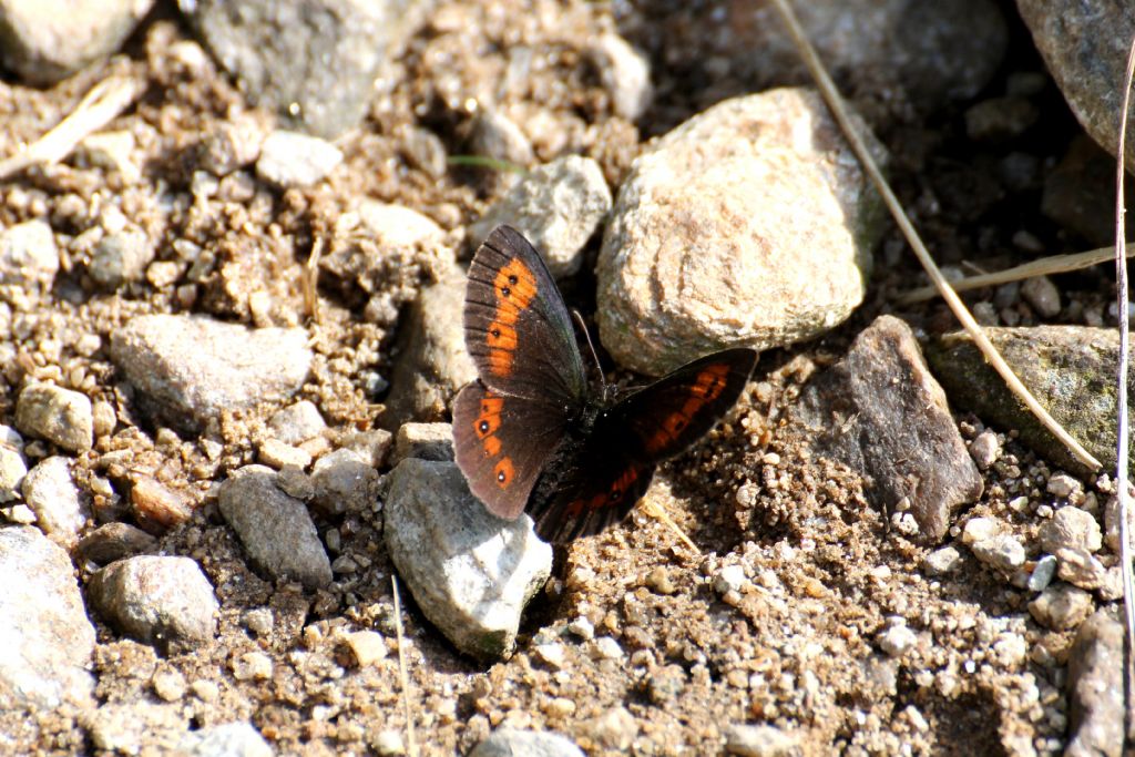 Erebia euryale? No, Erebia aethiops